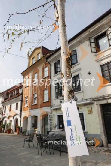 Nova drevesa za zeleni Kranj