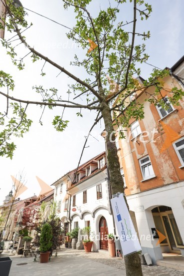 Nova drevesa za zeleni Kranj