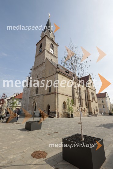 Nova drevesa za zeleni Kranj