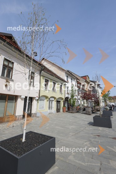 Nova drevesa za zeleni Kranj