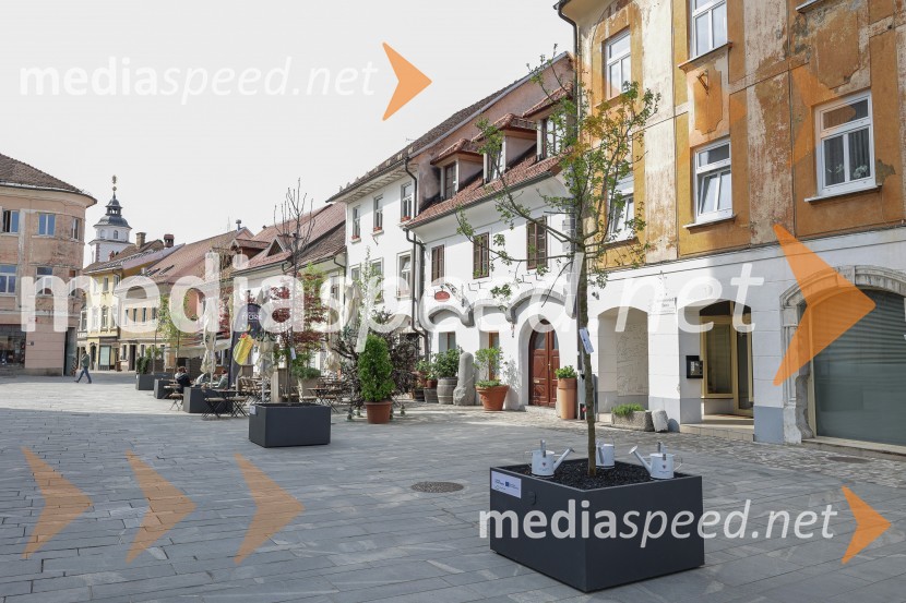 Nova drevesa za zeleni Kranj