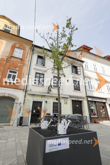 Nova drevesa za zeleni Kranj
