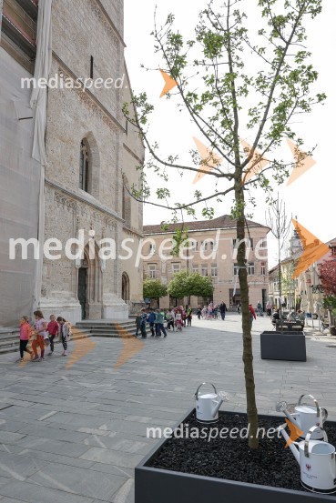 Nova drevesa za zeleni Kranj