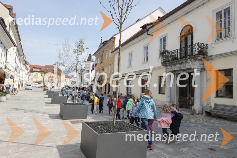 Nova drevesa za zeleni Kranj