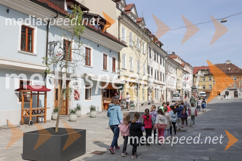 Nova drevesa za zeleni Kranj