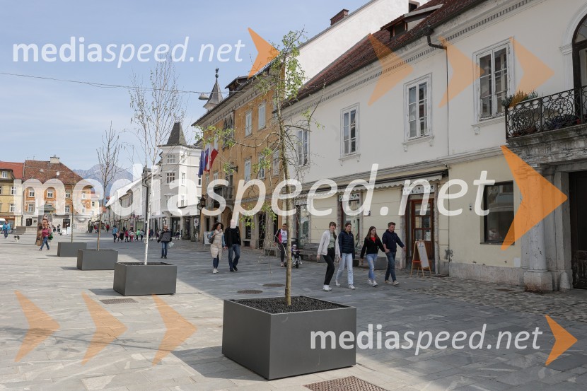 Nova drevesa za zeleni Kranj