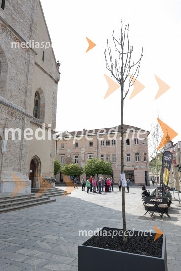 Nova drevesa za zeleni Kranj