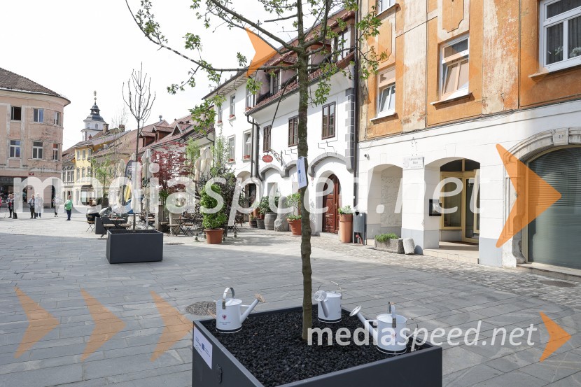 Nova drevesa za zeleni Kranj