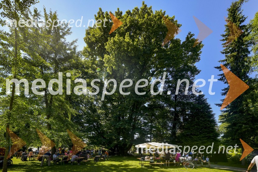 Družinski festival Mačje mesto 2024