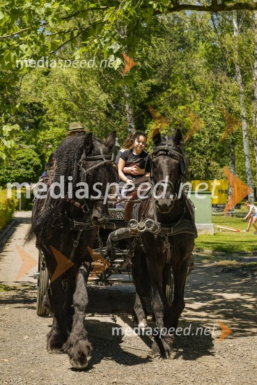Družinski festival Mačje mesto 2024
