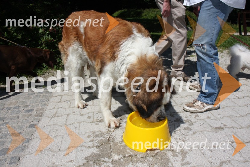 Bernardinka Klara1. Tačkov tek