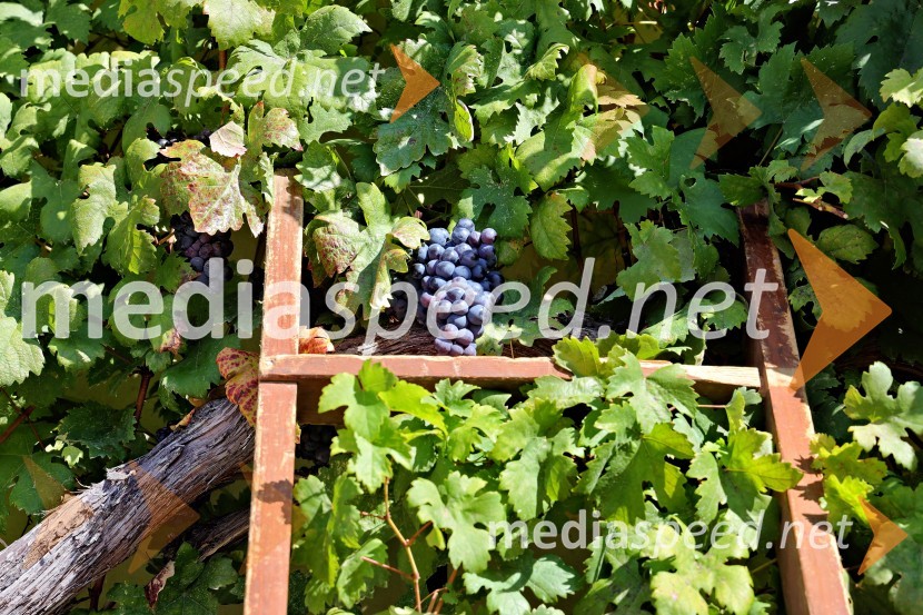 Svečana trgatev Najstarejše trte 2024