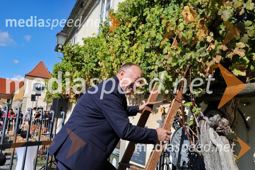  Stane Kocutar, mestni viničar, skrbnik Stare trte, novinar Radia Maribor, zgodovinarSvečana trgatev Najstarejše trte 2024