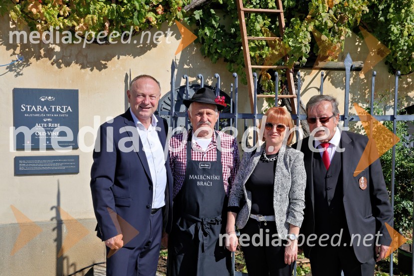  Stane Kocutar, mestni viničar, skrbnik Stare trte, novinar Radia Maribor, zgodovinar;  ... ;  Tadeja  Vodovnik Plevnik, Kmetijsko gozdarski zavod Maribor; mag.  Jože Protner, vinarSvečana trgatev Najstarejše trte 2024