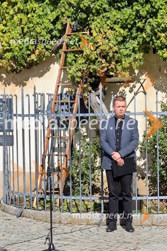  Stane Kocutar, mestni viničar, skrbnik Stare trte, novinar Radia Maribor, zgodovinarSvečana trgatev Najstarejše trte 2024