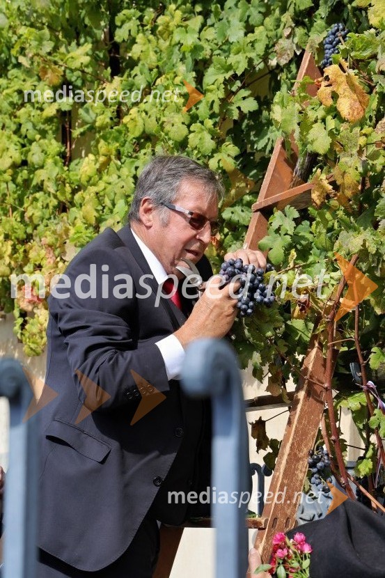 mag.  Jože Protner, vinarSvečana trgatev Najstarejše trte 2024