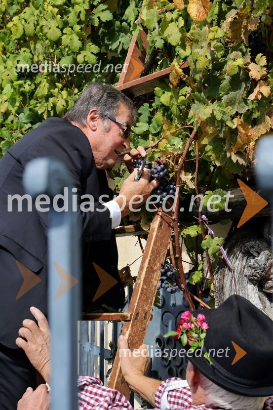 mag.  Jože Protner, vinarSvečana trgatev Najstarejše trte 2024