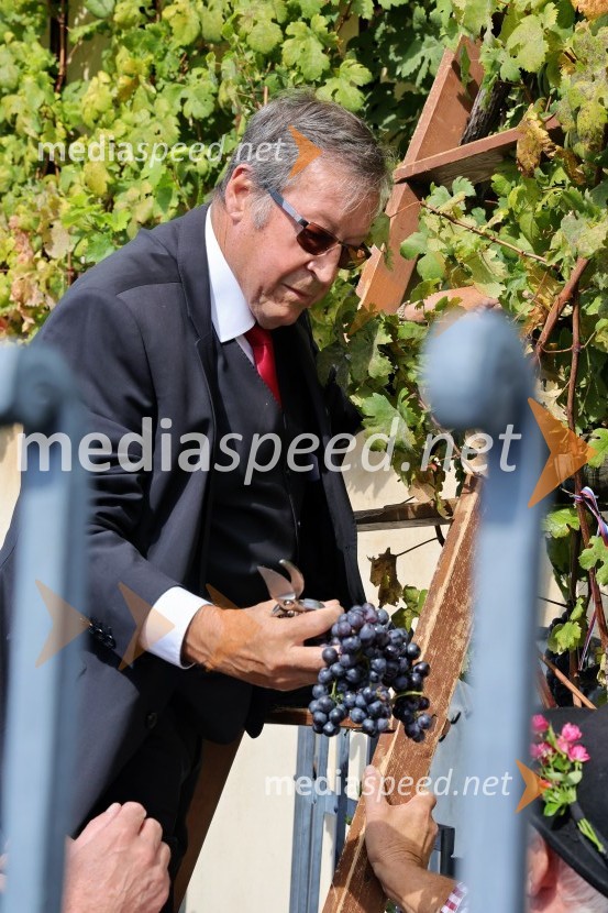 mag.  Jože Protner, vinarSvečana trgatev Najstarejše trte 2024