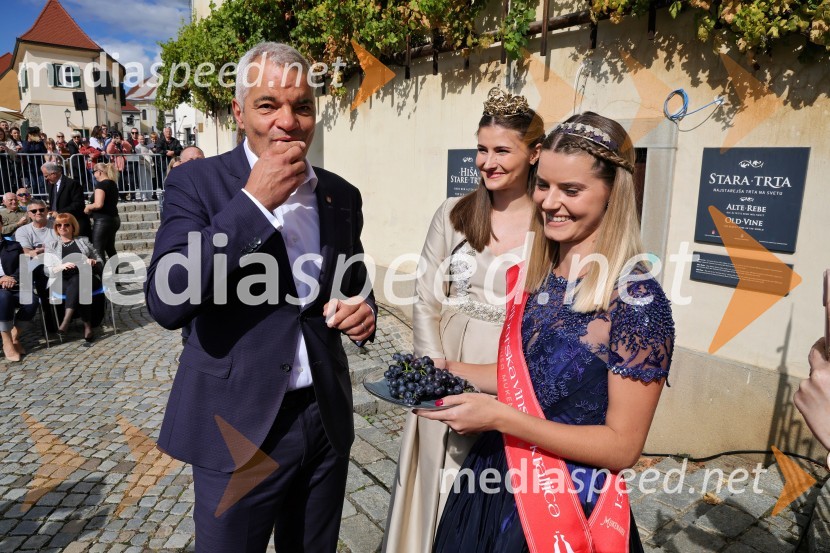  Aleksander Saša Arsenovič, župan, Mestna občina Maribor;  Sanja Ferjančič, 27. Vinska kraljica Slovenije 2024;  Maruša Mukenauer, Mariborska vinska kraljica 2023Svečana trgatev Najstarejše trte 2024
