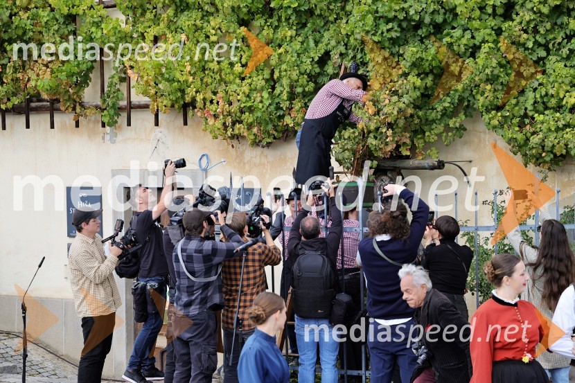 Svečana trgatev Najstarejše trte 2024