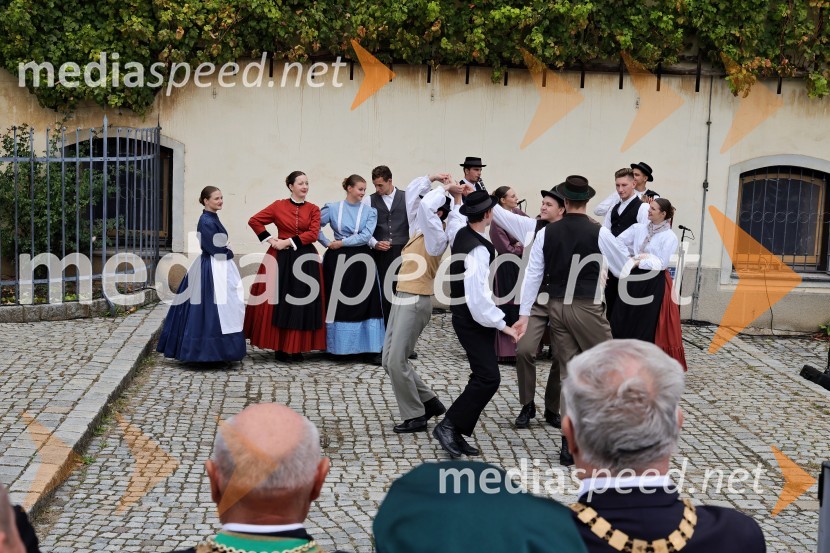 Svečana trgatev Najstarejše trte 2024