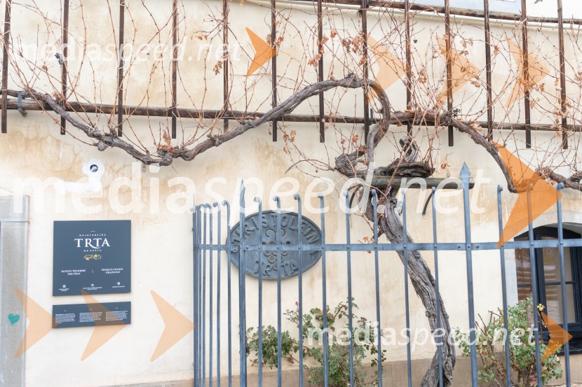 Novinarska konferenca s predstavitvijo prenovljene Hiše Najstarejše trte