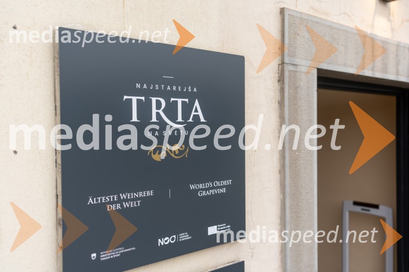 Novinarska konferenca s predstavitvijo prenovljene Hiše Najstarejše trte