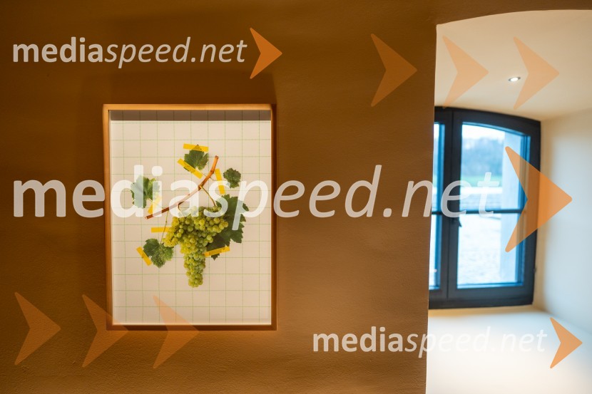 Novinarska konferenca s predstavitvijo prenovljene Hiše Najstarejše trte