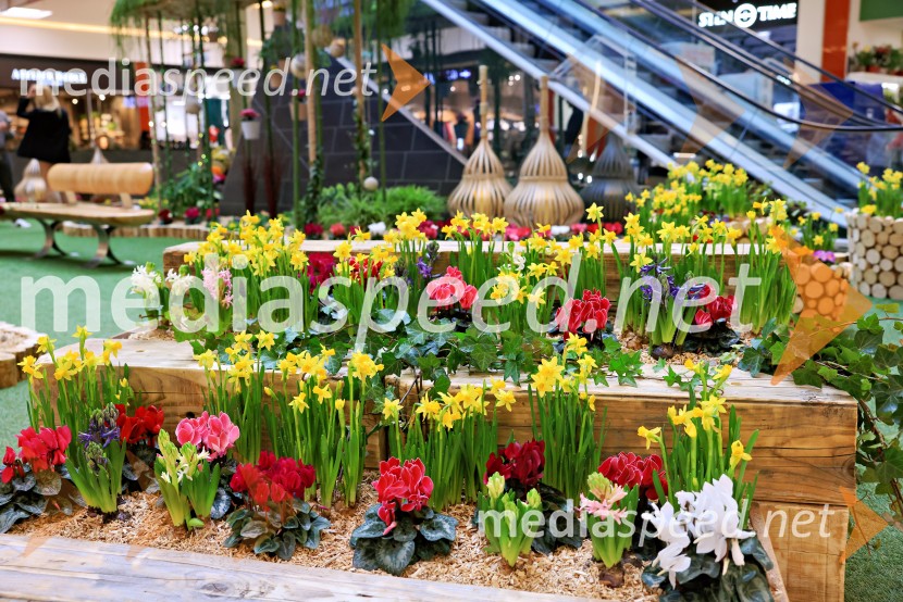 Razstava cvetja v Citycentru Celje