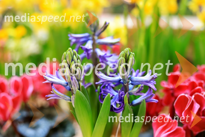 Razstava cvetja v Citycentru Celje