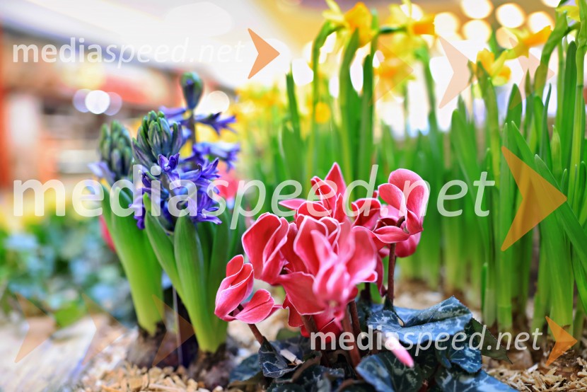 Razstava cvetja v Citycentru Celje