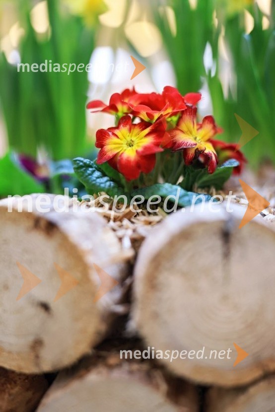 Razstava cvetja v Citycentru Celje