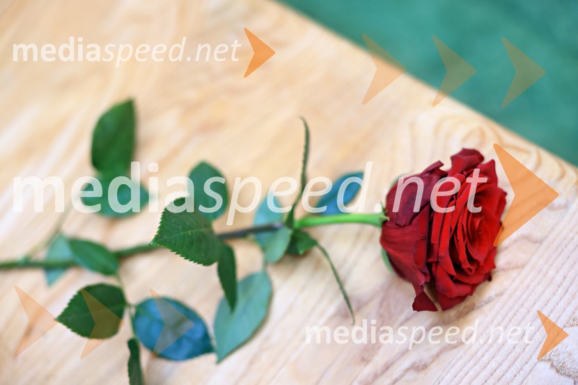 Razstava cvetja v Citycentru Celje