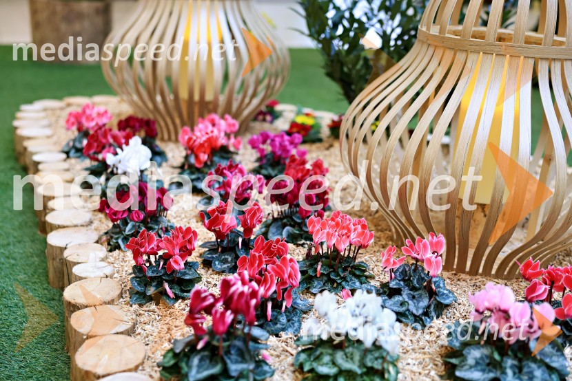 Razstava cvetja v Citycentru Celje