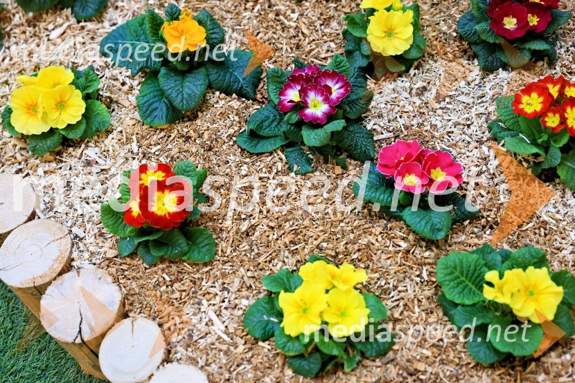 Razstava cvetja v Citycentru Celje