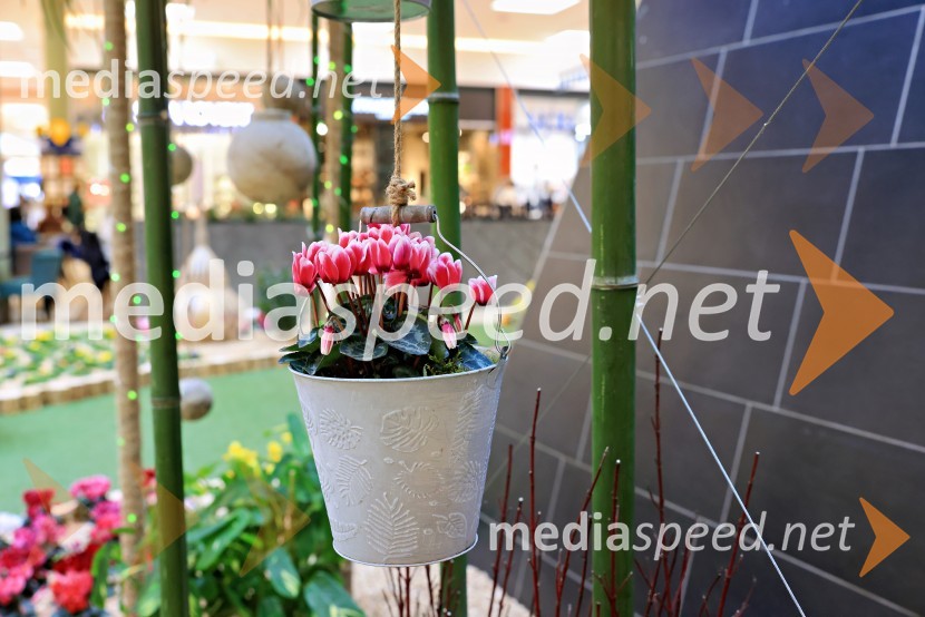 Razstava cvetja v Citycentru Celje