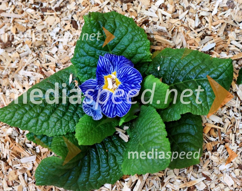 Razstava cvetja v Citycentru Celje