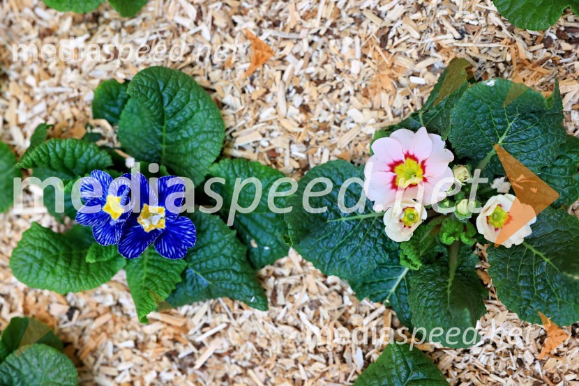 Razstava cvetja v Citycentru Celje