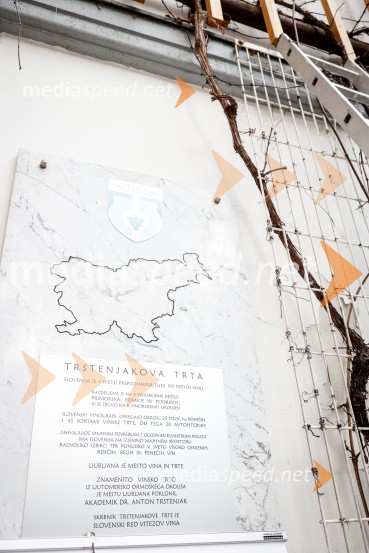 Rez vinske trte akademika dr. Antona Trstenjaka