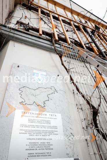 Rez vinske trte akademika dr. Antona Trstenjaka