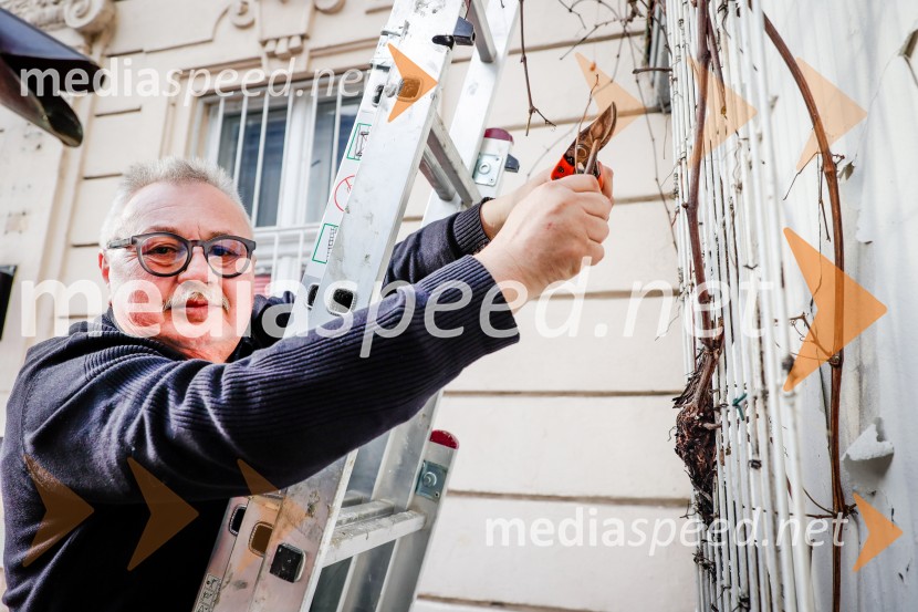 Rez vinske trte akademika dr. Antona Trstenjaka