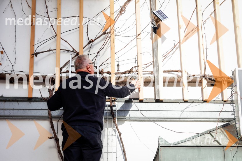 Rez vinske trte akademika dr. Antona Trstenjaka