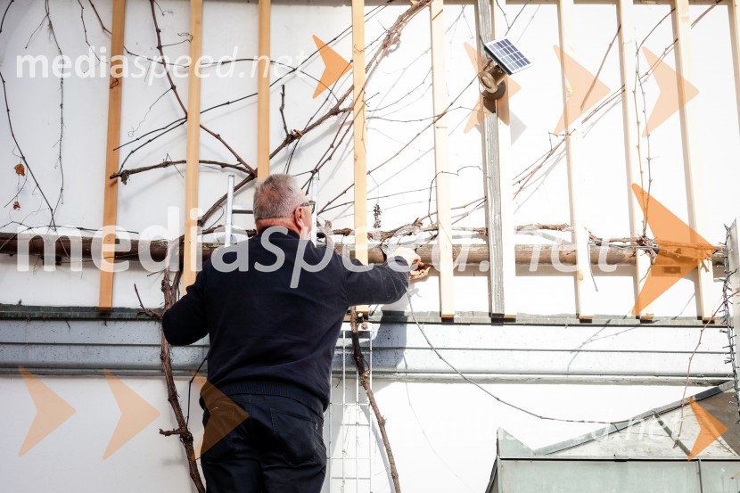  Silvo Sedlak, vinarRez vinske trte akademika dr. Antona Trstenjaka