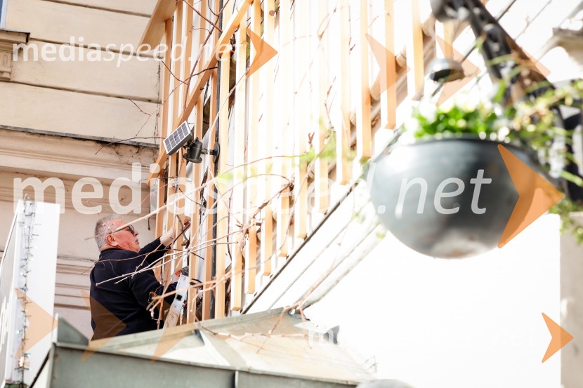 Rez vinske trte akademika dr. Antona Trstenjaka