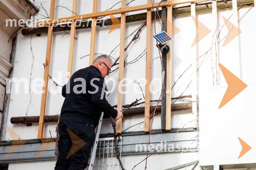 Rez vinske trte akademika dr. Antona Trstenjaka