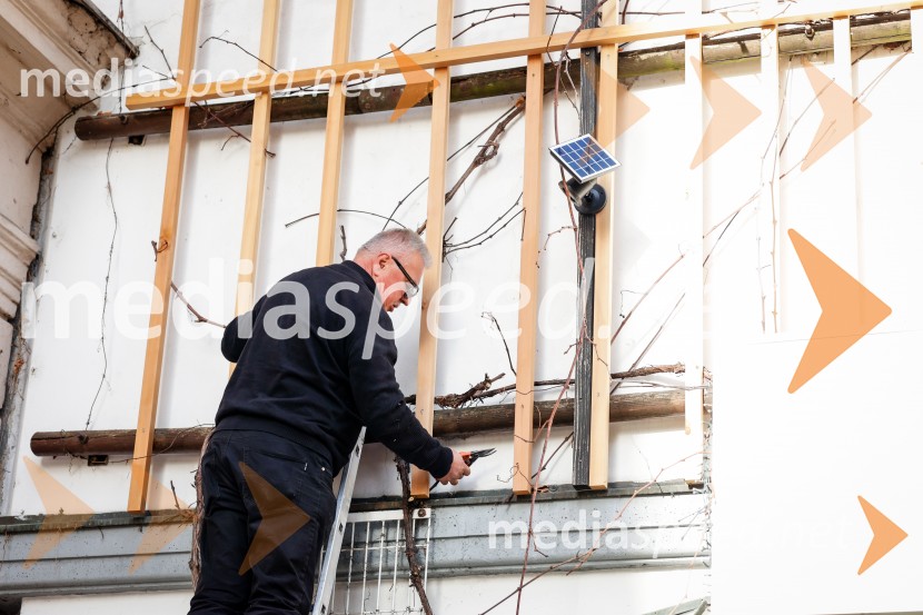 Rez vinske trte akademika dr. Antona Trstenjaka