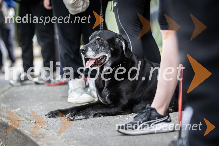 43. Maraton Treh src - tek