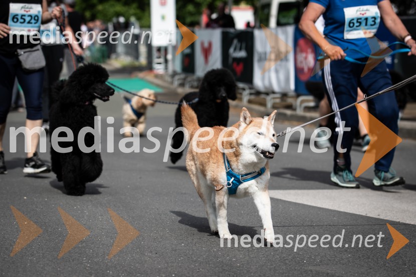 43. Maraton Treh src - tek