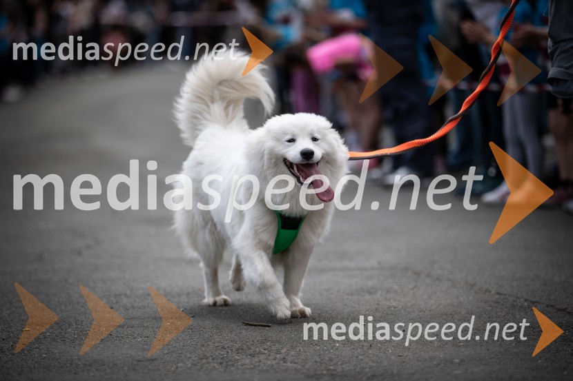 43. Maraton Treh src - tek