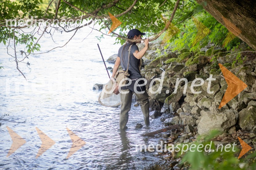 BioBlitz Slovenija 2025, 24-urno raziskovanje narave